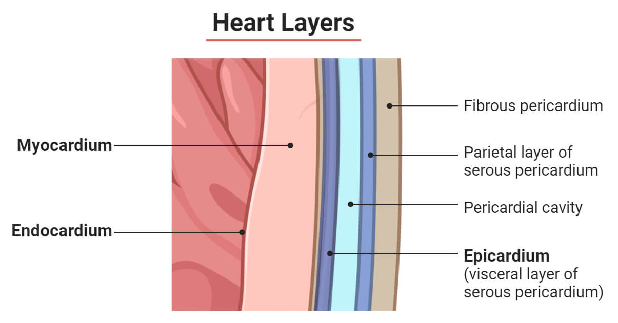 Layers of the Heart