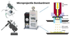 Microprojectile Bombardment