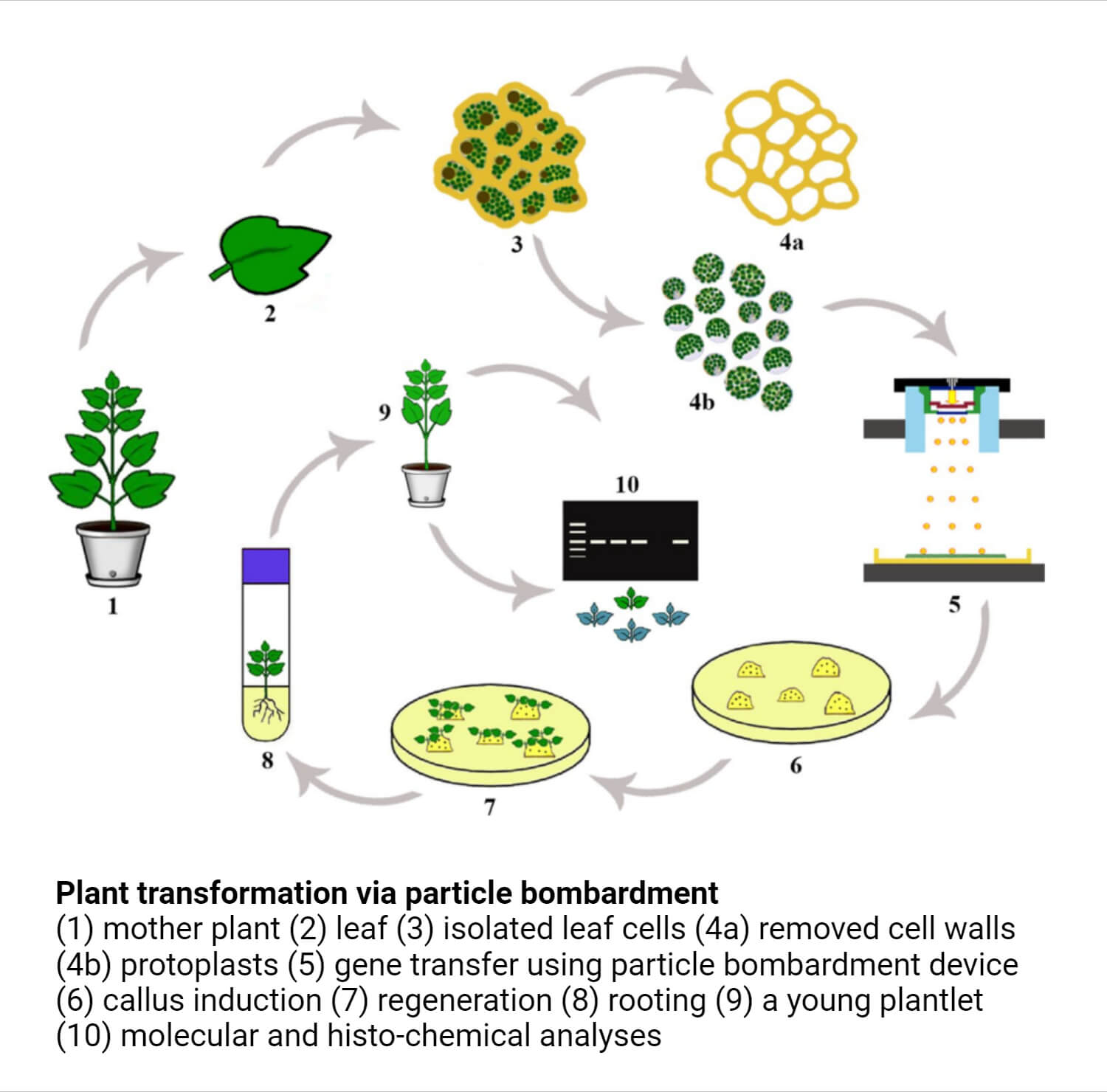 Plant transformation via particle bombardment