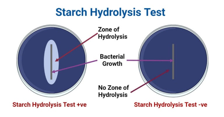 Starch Hydrolysis Test: Principle, Procedure, Results, Uses