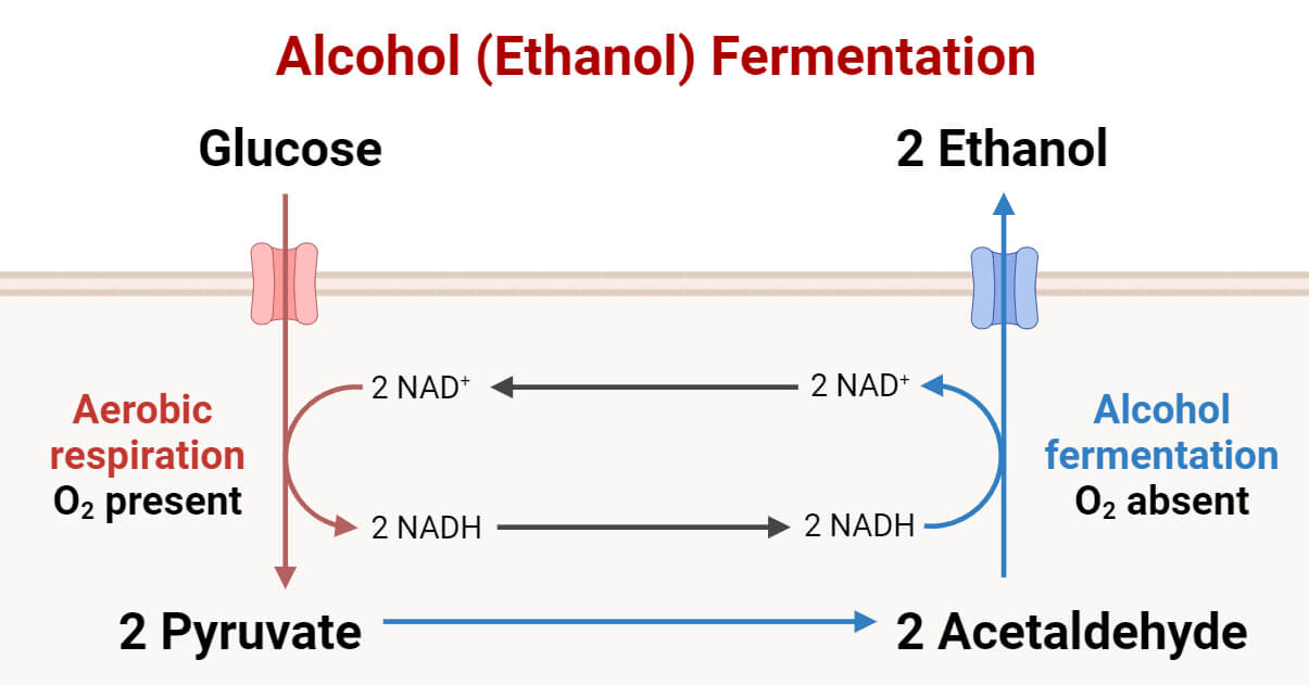 Alcohol (Ethanol) Fermentation