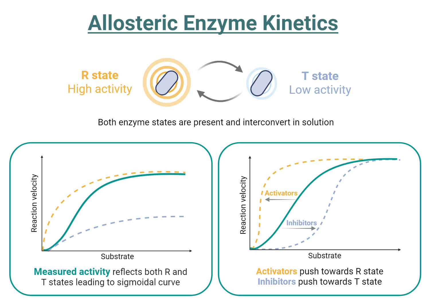 Allosteric enzyme kinetics