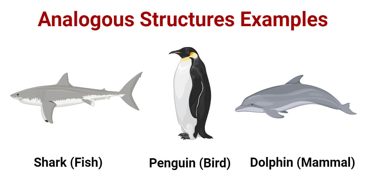 Examples of analogous structures