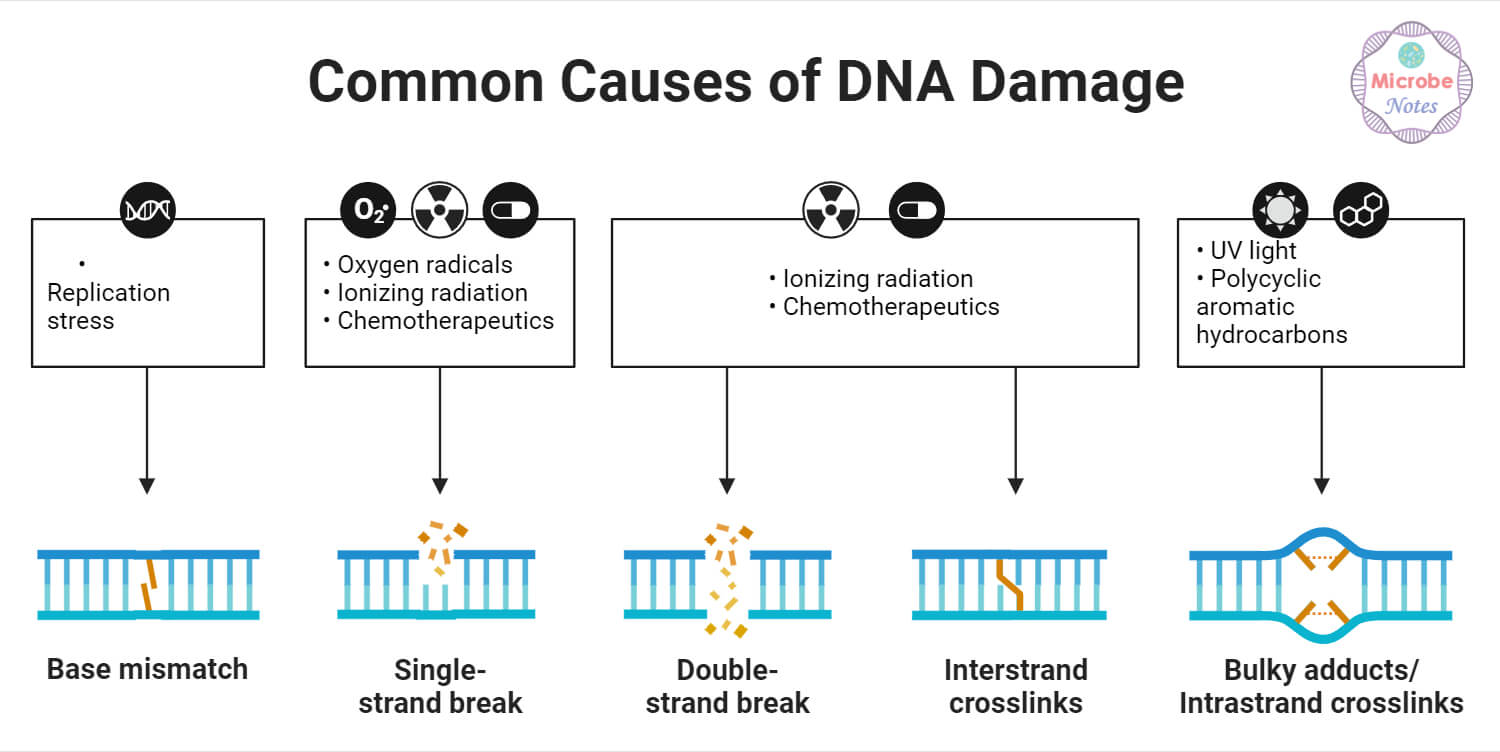 Common Causes of DNA Damage