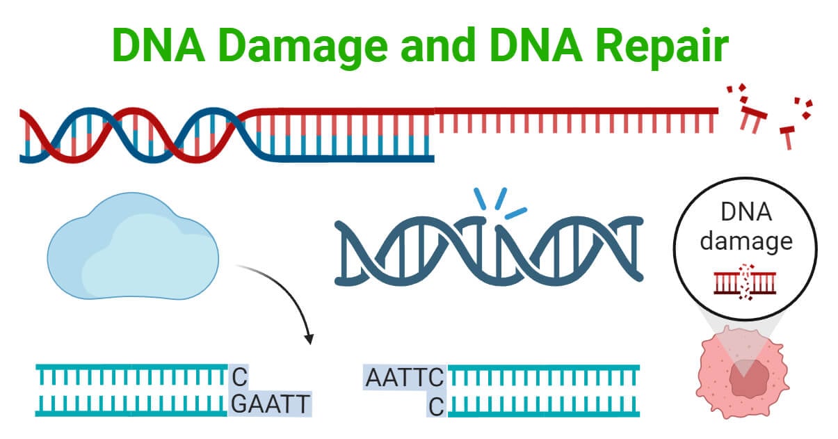 DNA Damage and DNA Repair