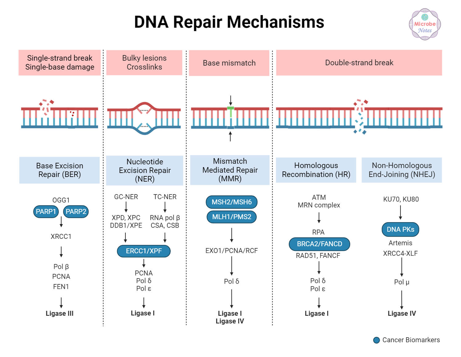 5 methods of DNA repair