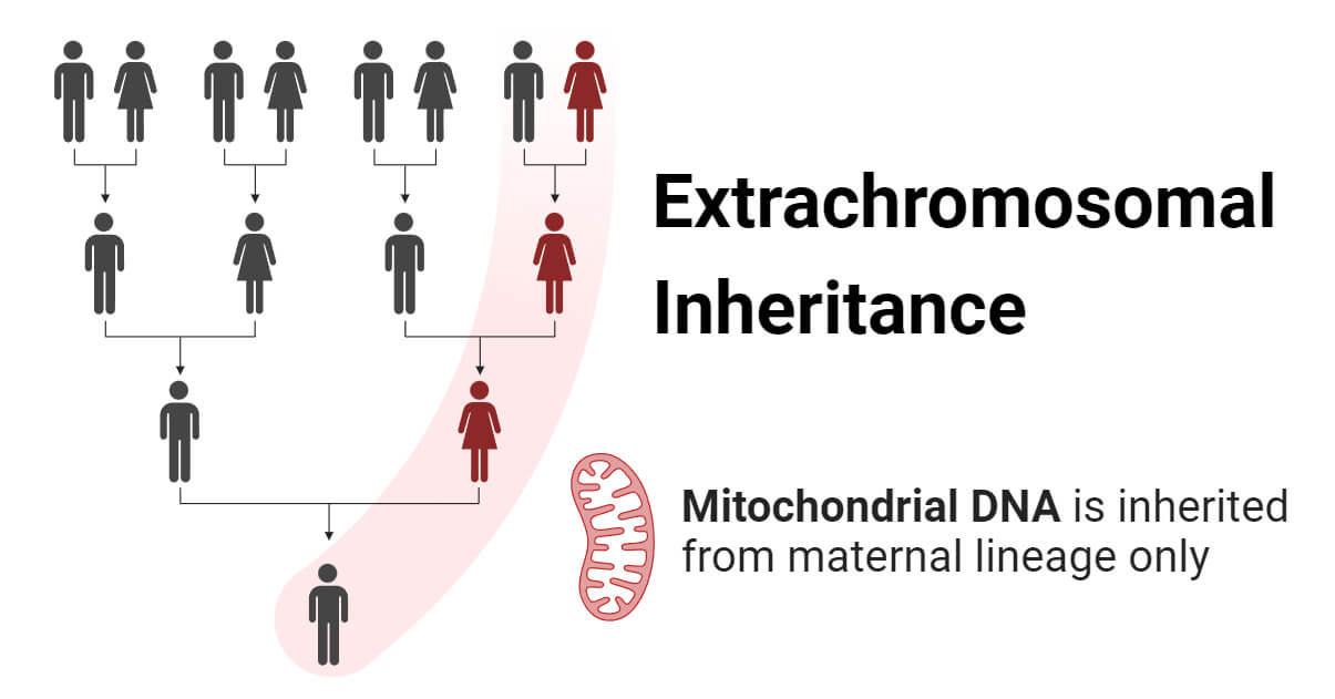 write a term paper on extra chromosomal inheritance