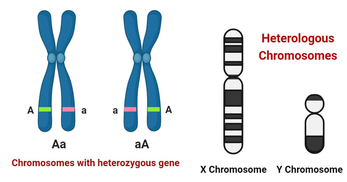Heterologous Chromosomes