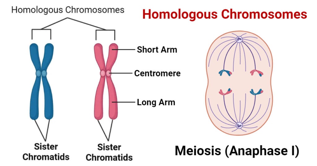 Homologous Chromosomes: Characteristics, Significances