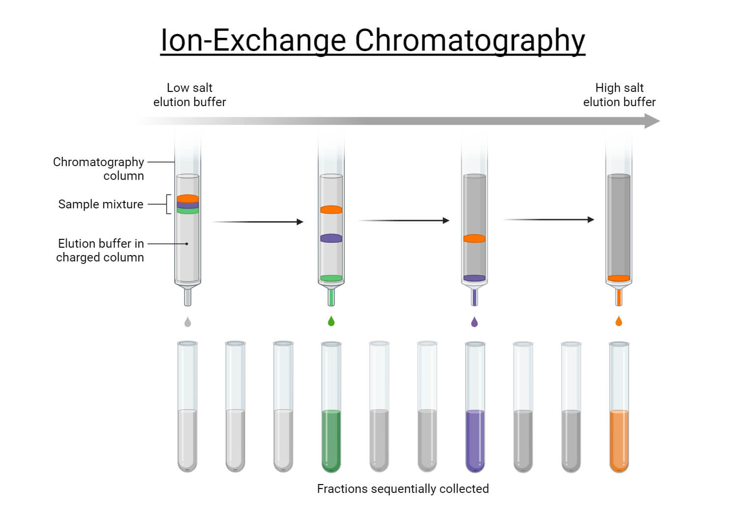 Ion Exchange Chromatography