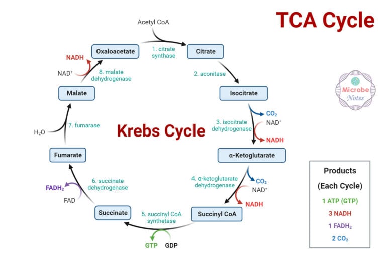 Krebs Cycle Location Enzymes Steps Products Diagram