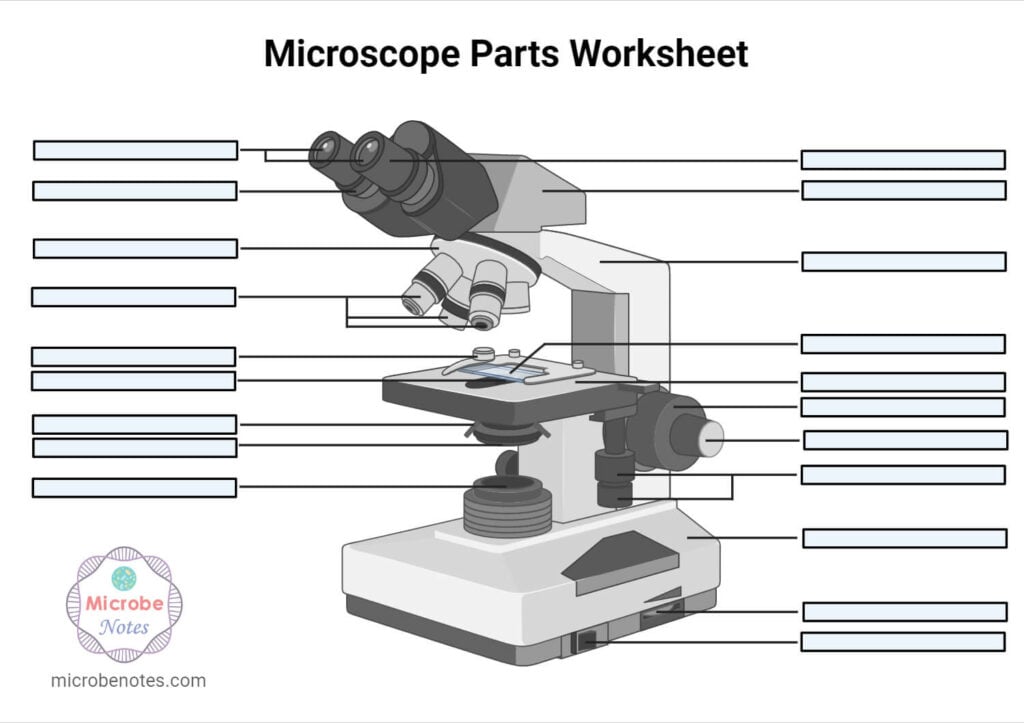 Microscope Parts Labeling Worksheet with Answer Key