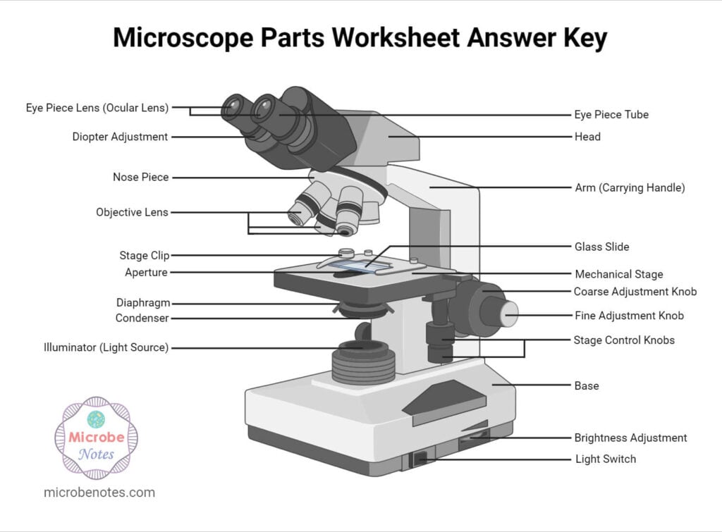 Microscope Parts Labeling Worksheet With Answer Key