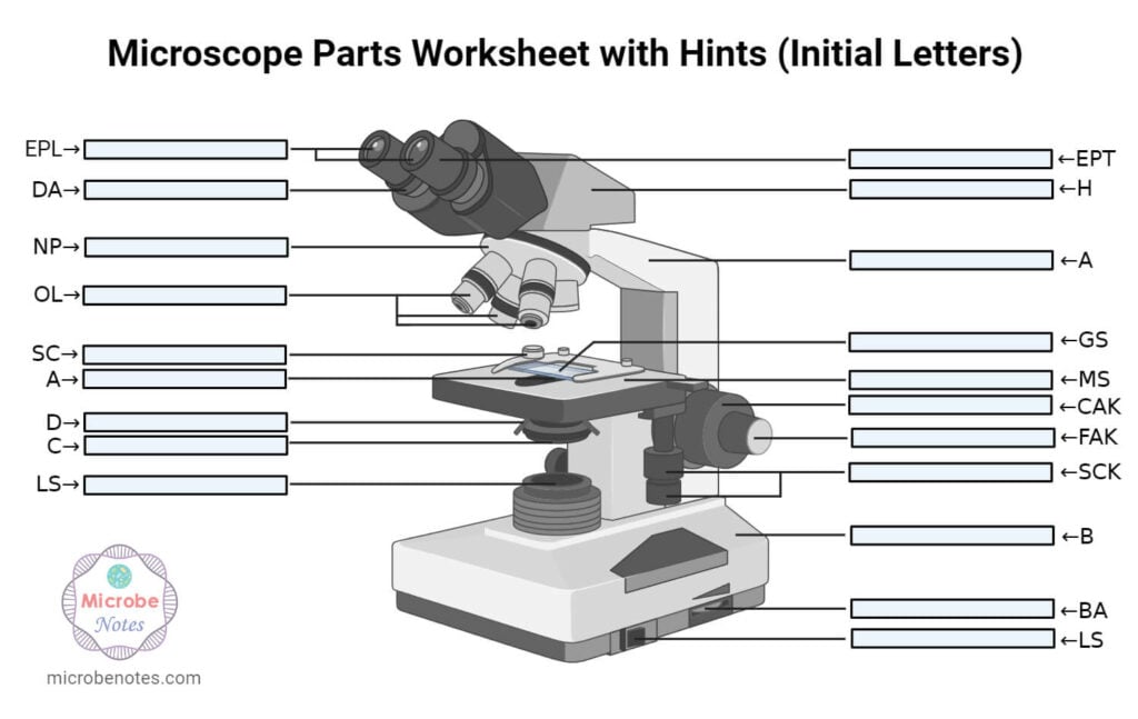 Microscope Parts Labeling Worksheet with Answer Key