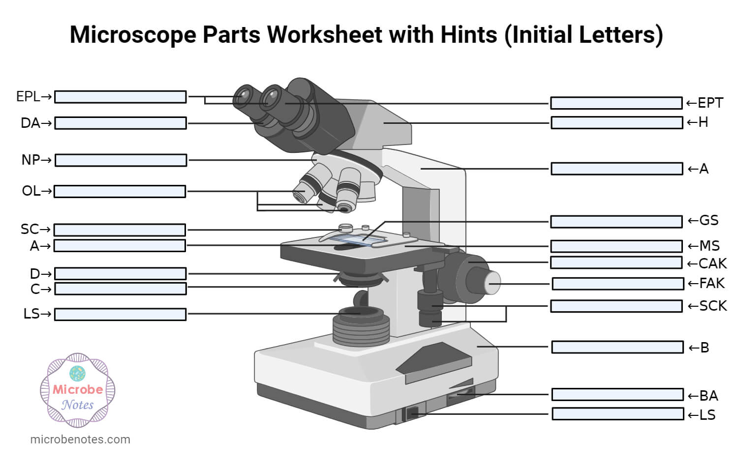 Microscope Parts Worksheet Hints
