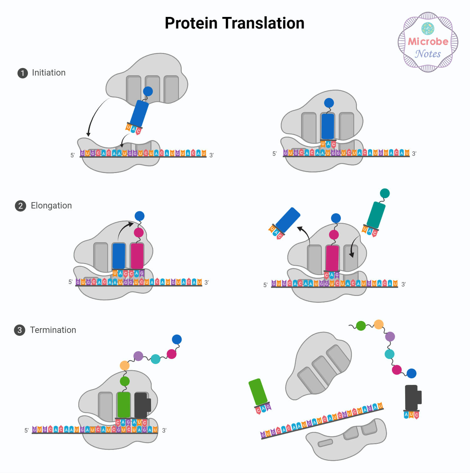 protein synthesis diagram labeled