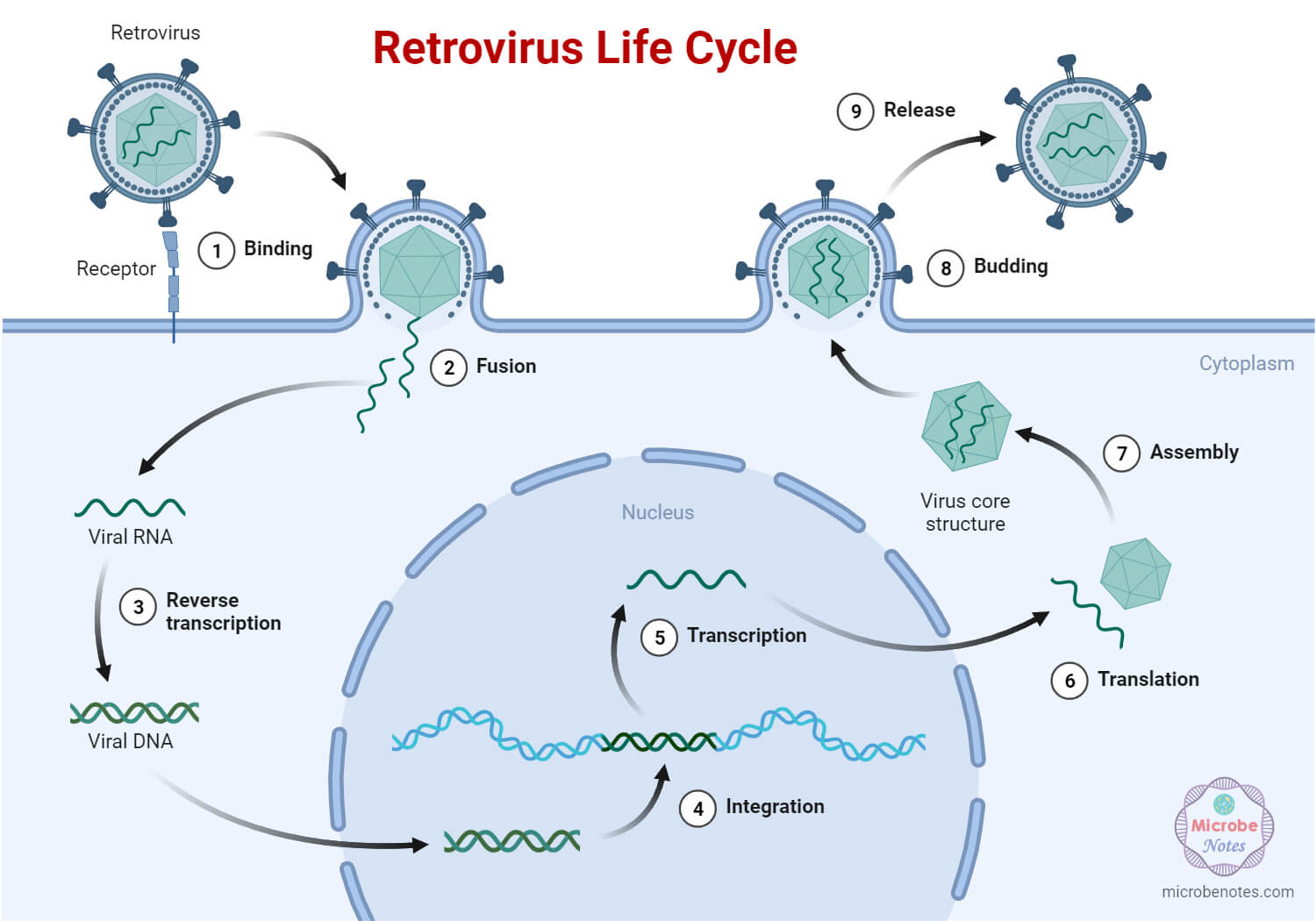Retrovirus Life Cycle