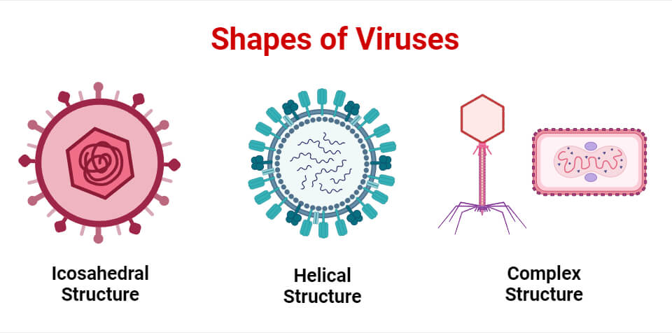 Shape and Size of Viruses