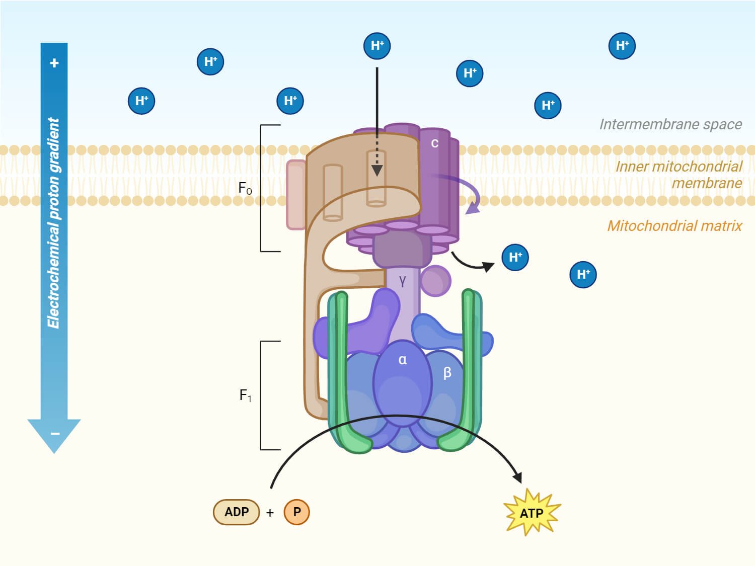Structure of ATP Synthase
