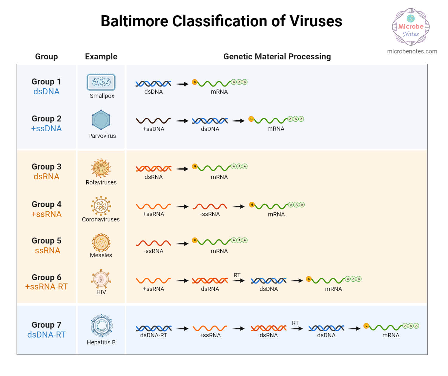 The Baltimore Classification of Viruses