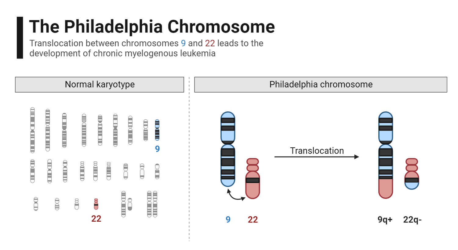 Translocation- The Philadelphia Chromosome