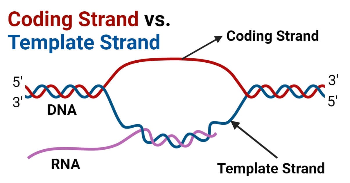 Coding Strand vs. Template Strand