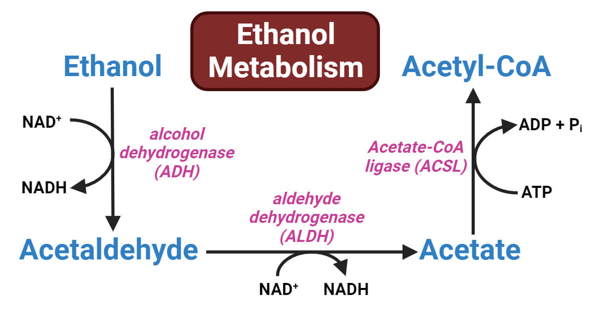 Ethanol Metabolism Enzymes Steps Reactions BGHT Ethanol Metabolism Enzymes Steps Reactions BGHT