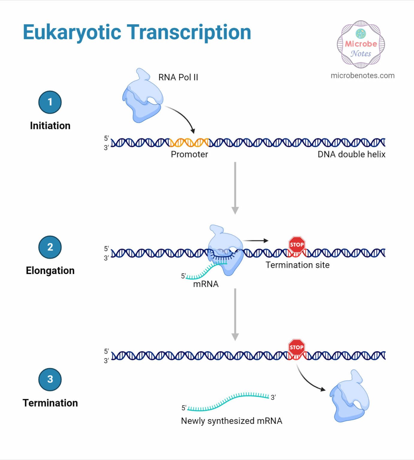 Gene Expression Stages Regulations Methods