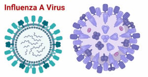 Influenza A Virus