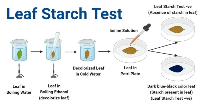 Leaf Starch Test: Principle, Procedure, Results, Uses