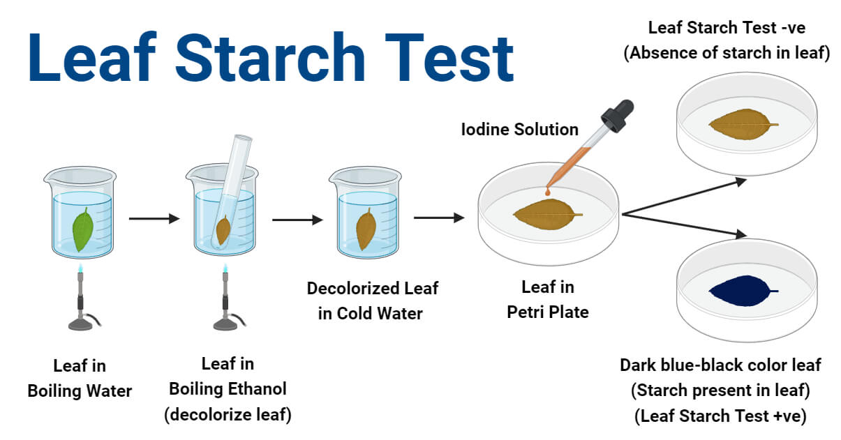 Leaf Starch Test