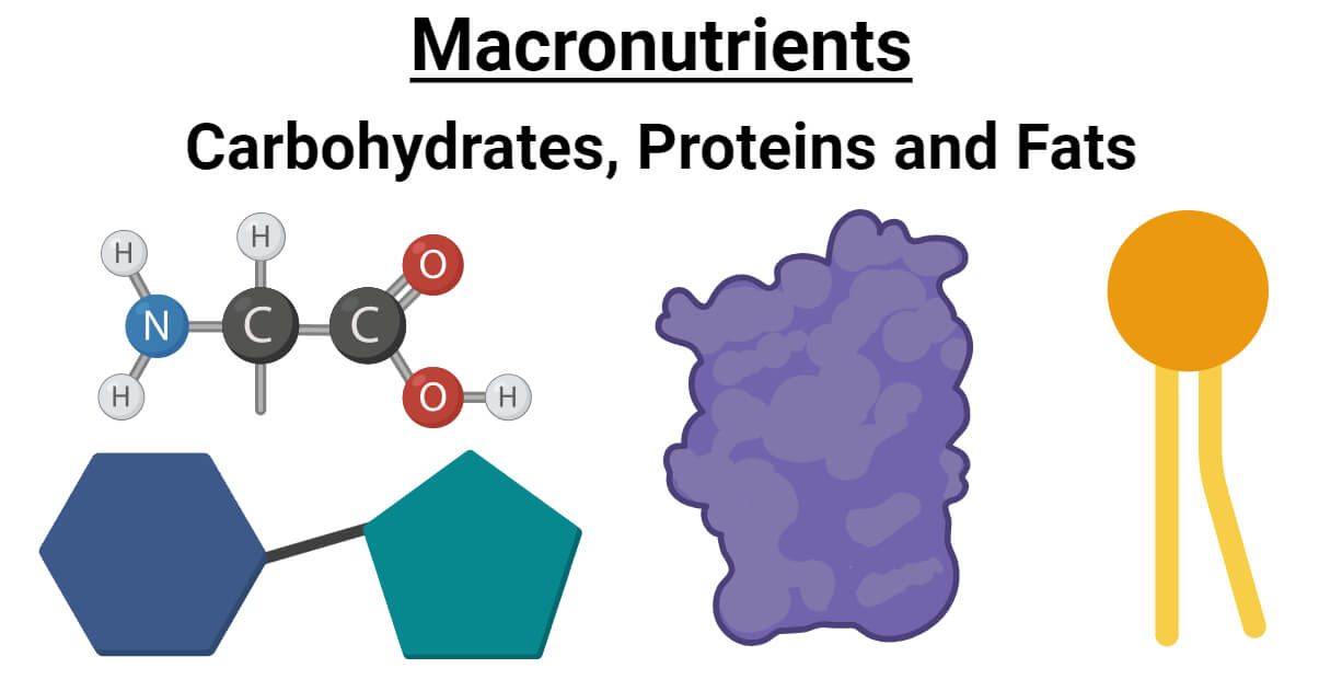 Macronutrients- Carbohydrates, Proteins and Fats