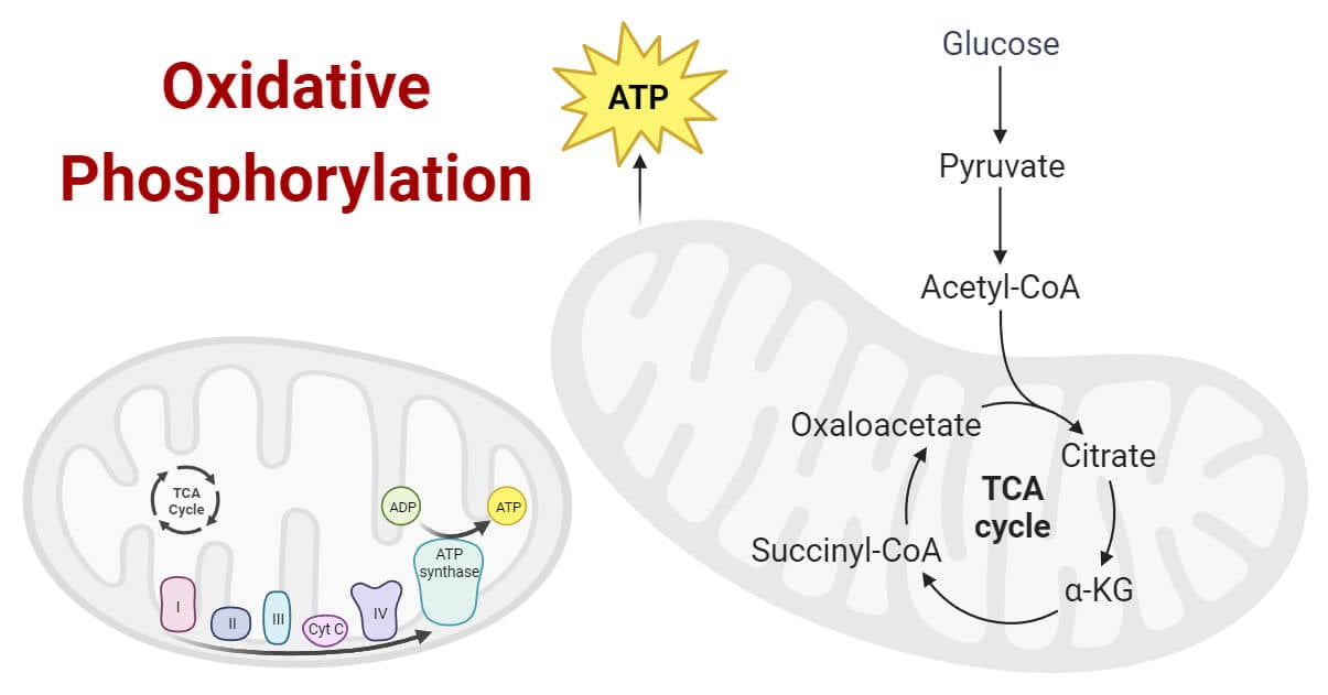 Oxidative Phosphorylation