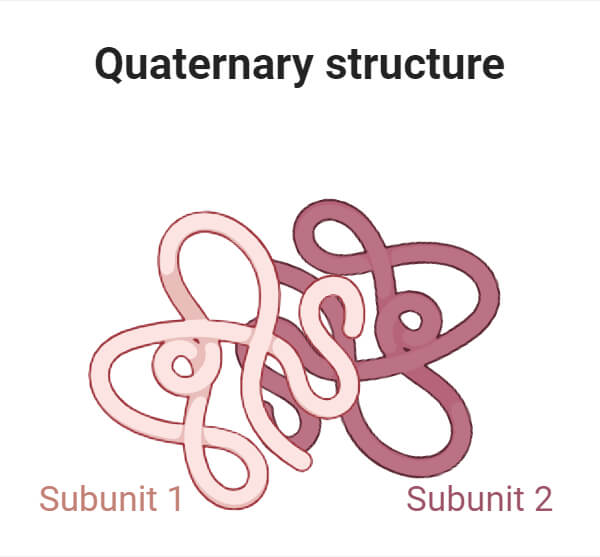 Quaternary Structure of Protein