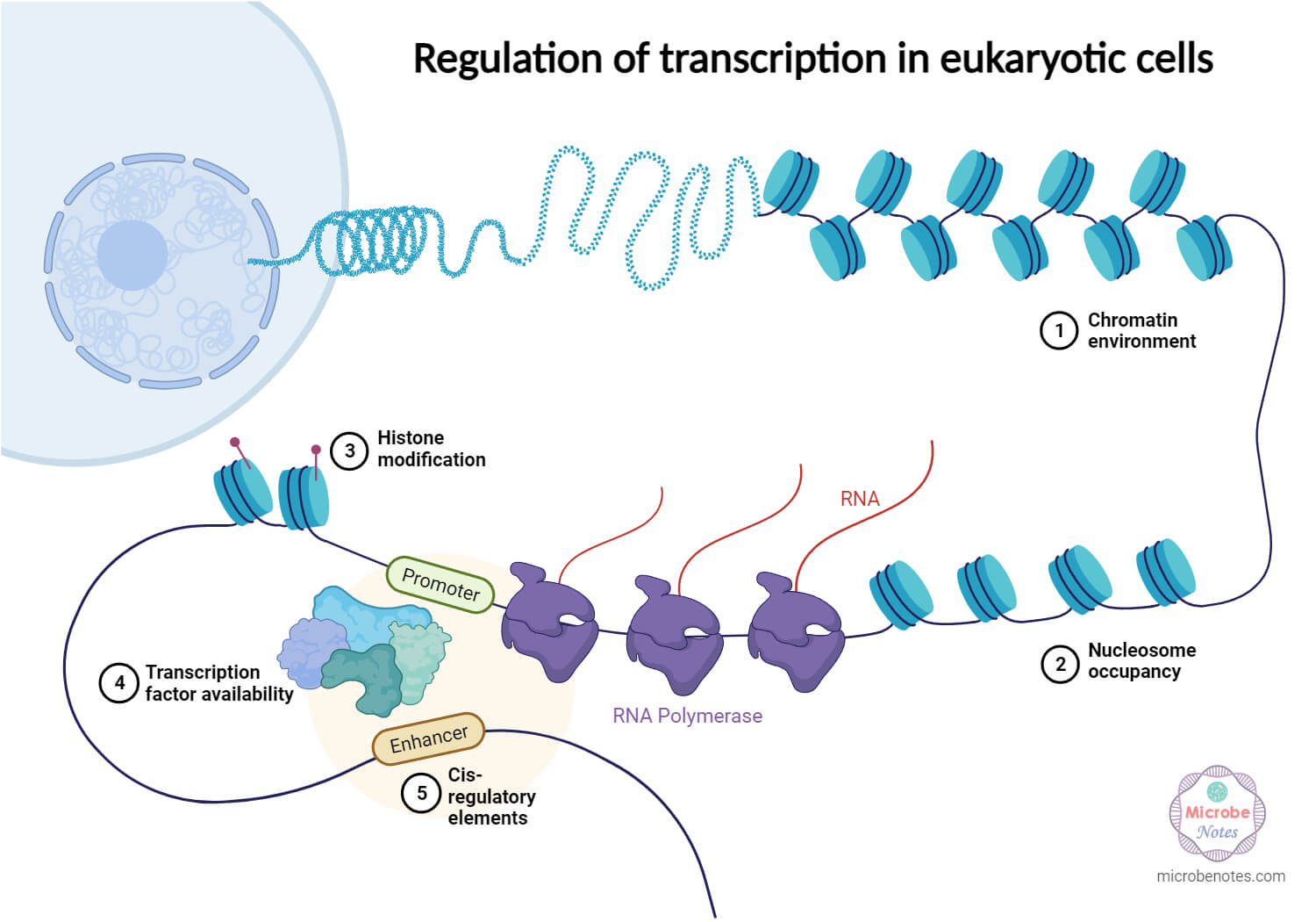 Regulation of Transcription in Eukaryotic Cells