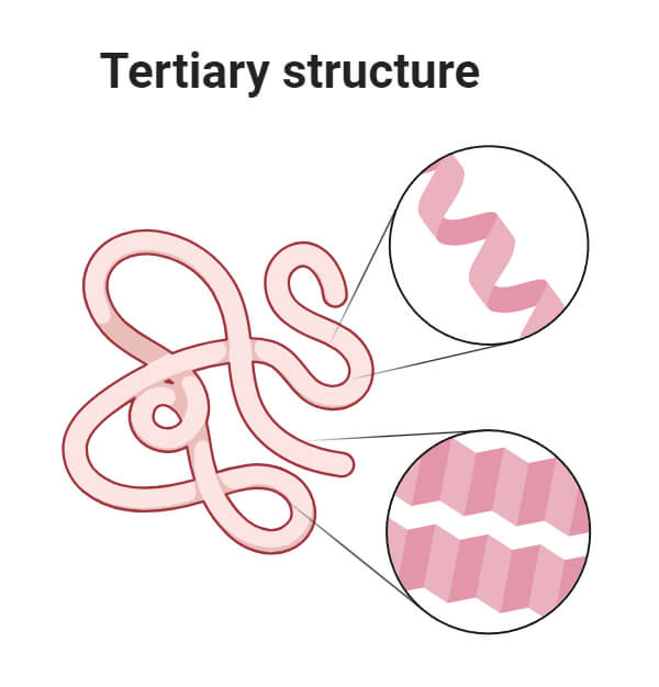 Tertiary Structure of Protein