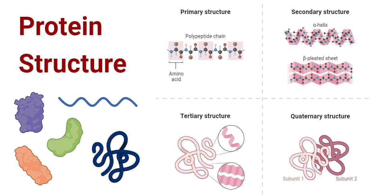 Types of Protein Structure