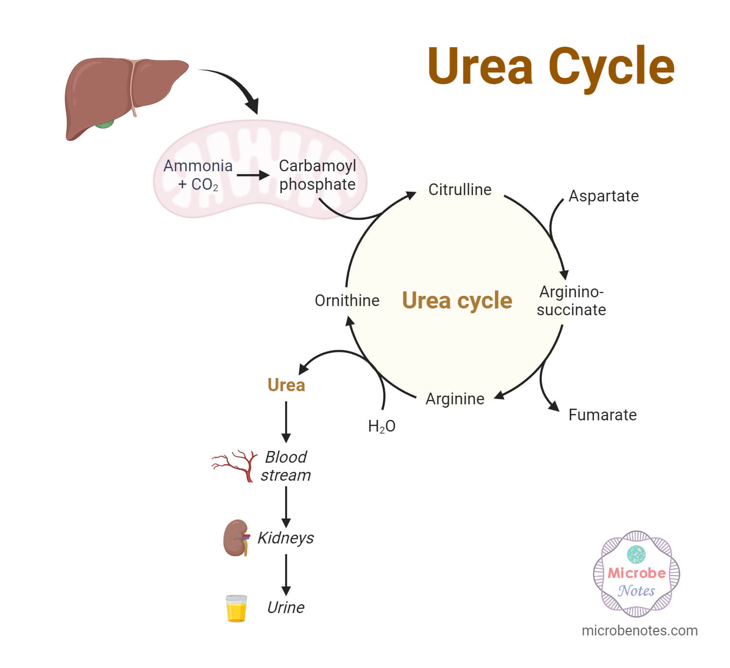 Urea Cycle Steps and Reactions
