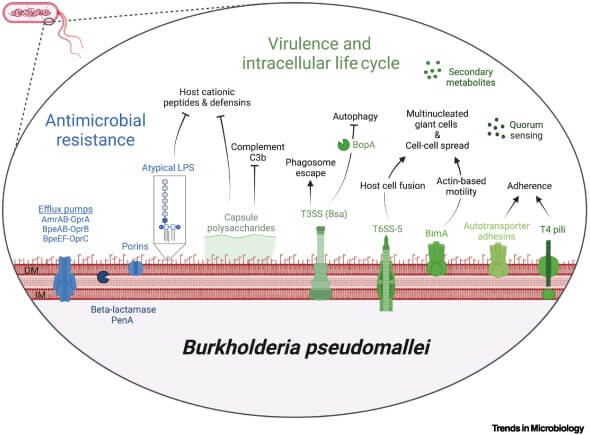 Virulence Factors of Burkholderia pseudomallei