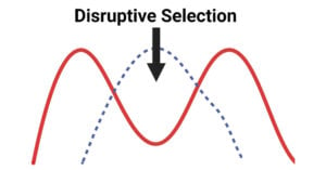Disruptive Selection