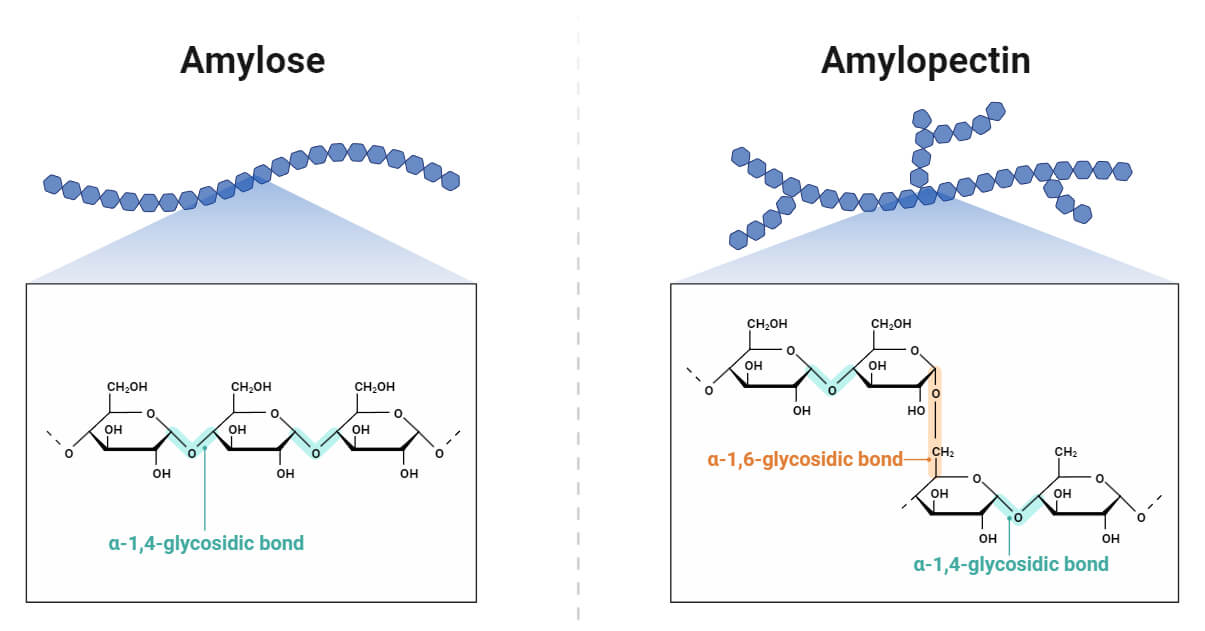 Photosynthesis and starch formation in potatoes