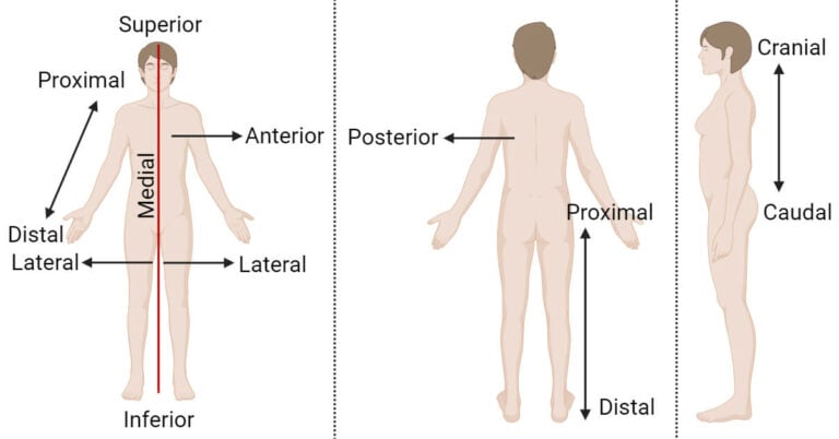 Anatomical Position: Planes, Variations, Applications