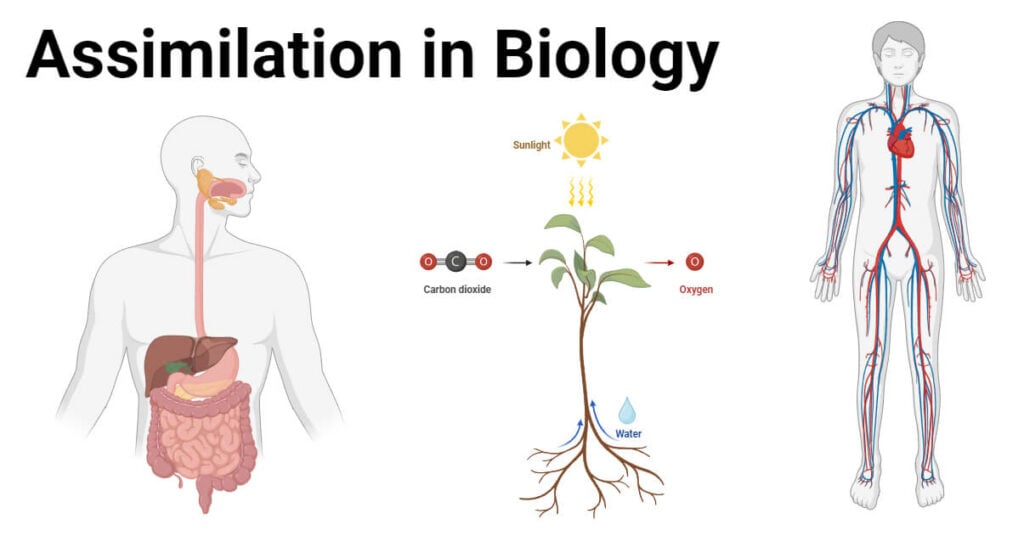Assimilation in Biology: Process, Types, Examples