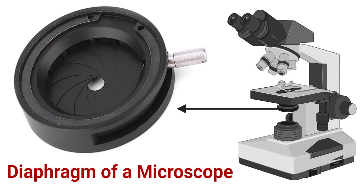 Microscope Parts Labeled Iris Diaphragm Microscope Parts Labeled Iris Diaphragm