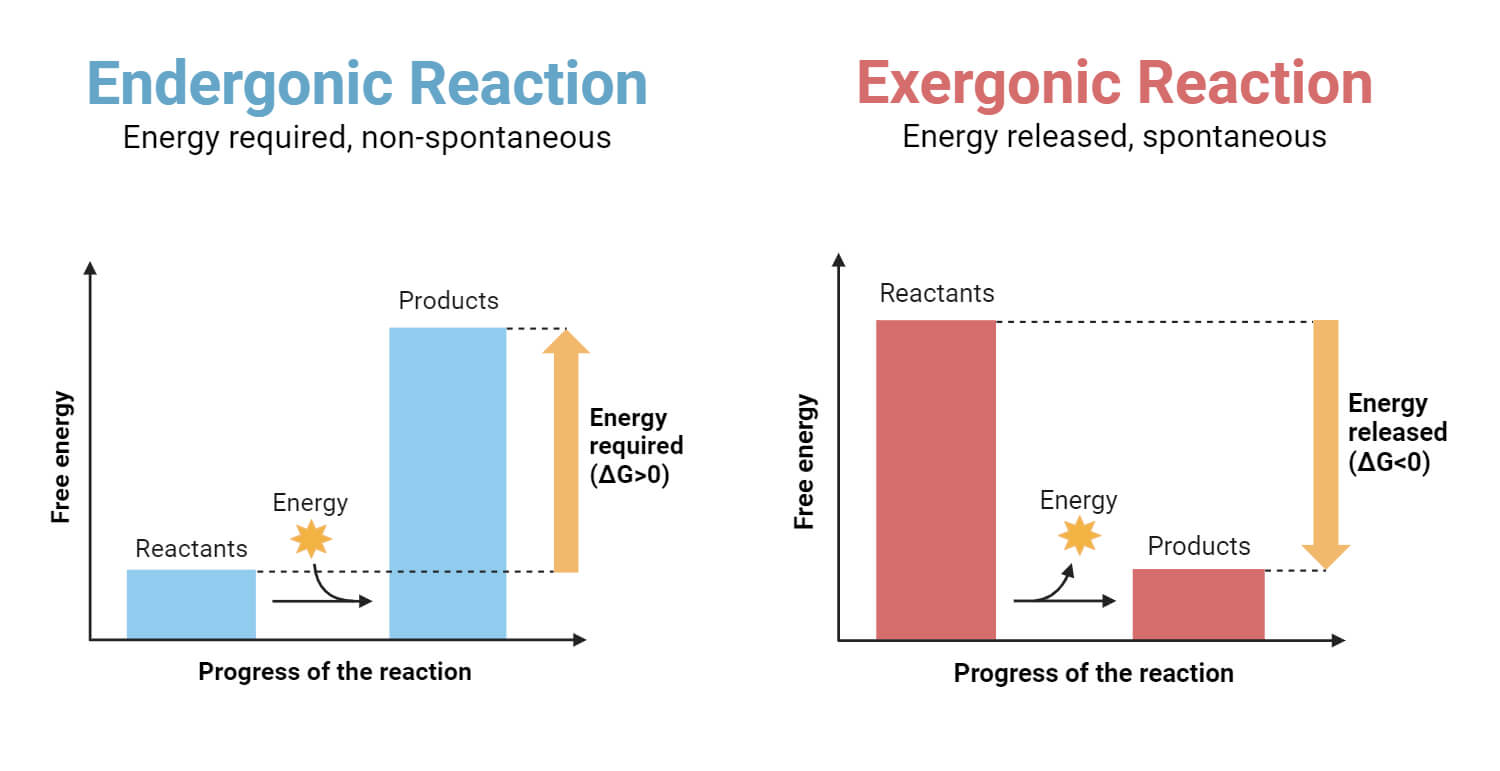 Endothermic and Exothermic Reactions