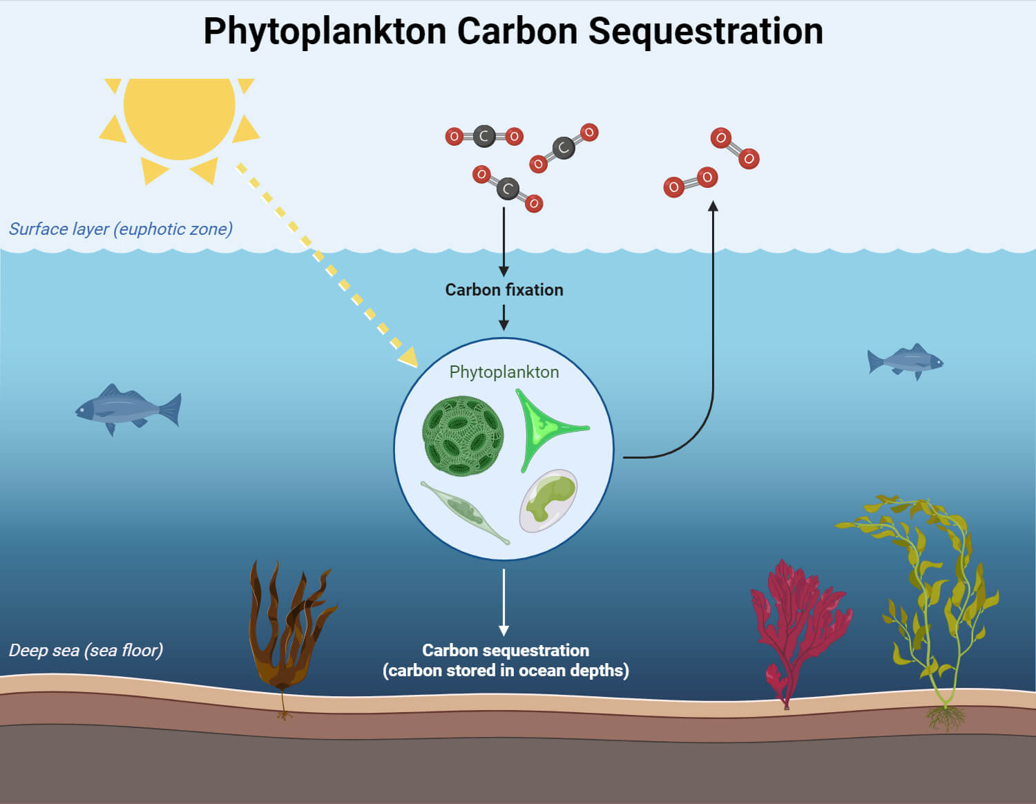 Phytoplankton Carbon Sequestration