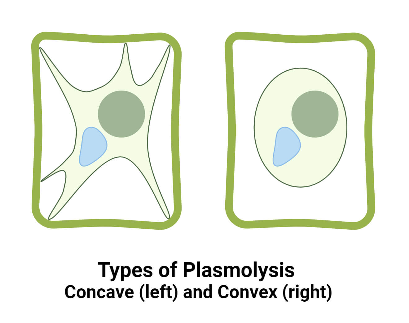 Types of Plasmolysis- Concave and Convex