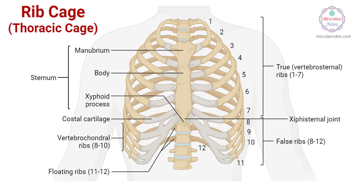 rib cage- thoracic cage