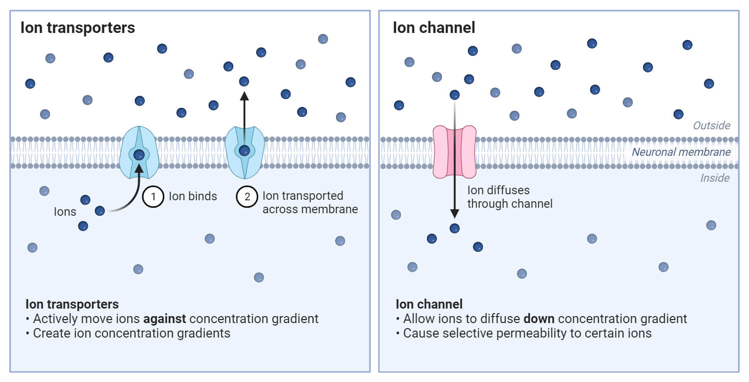 Ion Transporters and Ion Channels in Neuronal Membranes