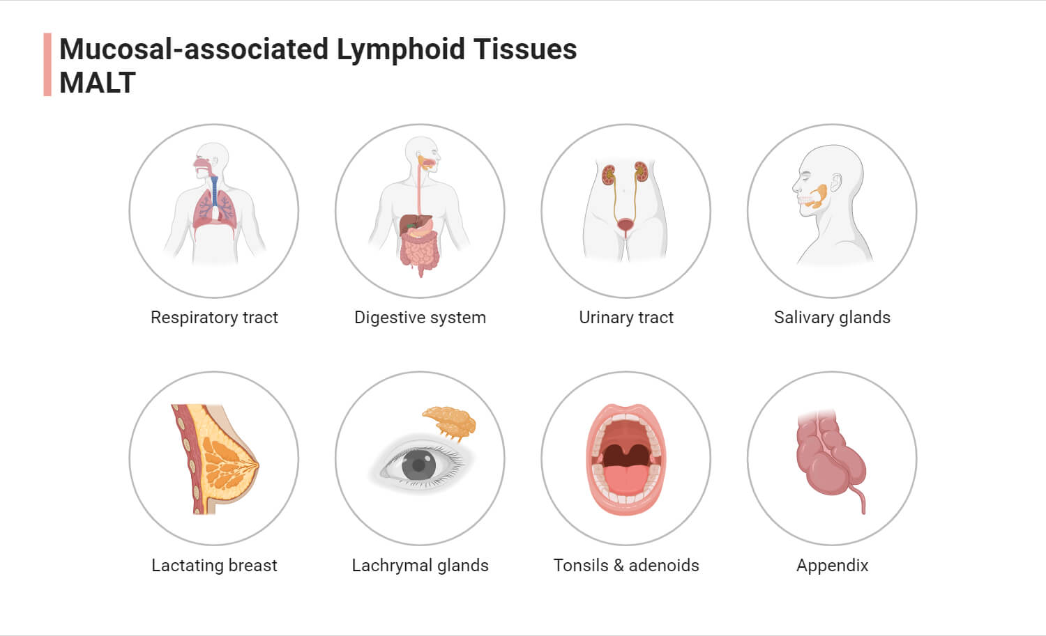 Mucosal-associated Lymphoid Tissues (MALT)